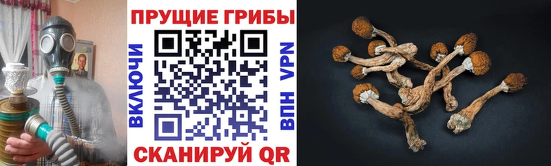 Псилоцибиновые грибы Magic Shrooms  Купить закладки  Томари 